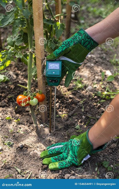 tomatoes measuring soil moisture with a meter|tomato moisture meter readings.